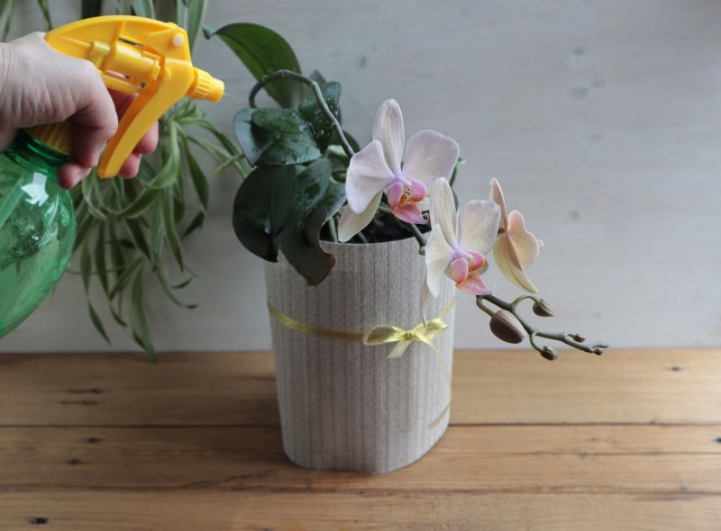 Orchid Planting detail