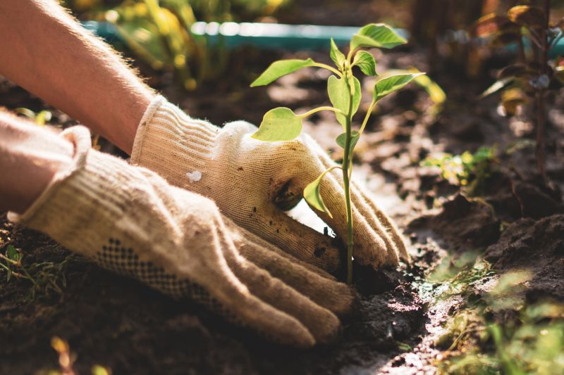 Greenery Planting in Honolulu, HI