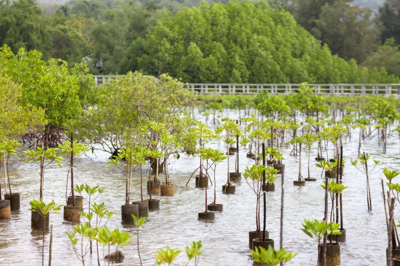 Magnolia Tree Planting in Honolulu, HI