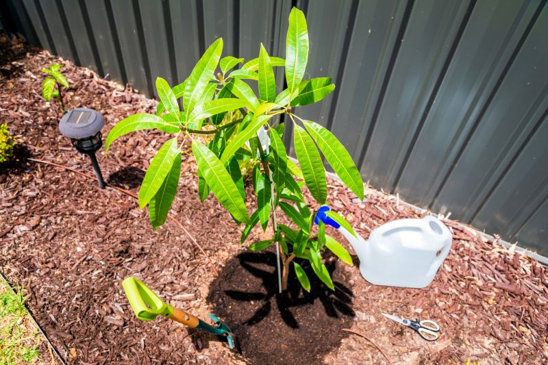 Magnolia Tree Planting in Honolulu, HI