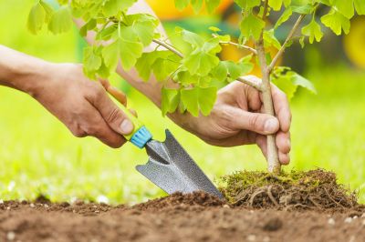 Tree Planting Service in Honolulu, HI